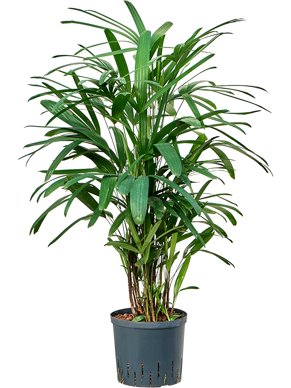 Rhapis excelsa