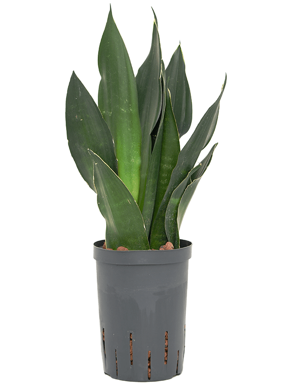 Sansevieria trifasciata 'Black Diamond'