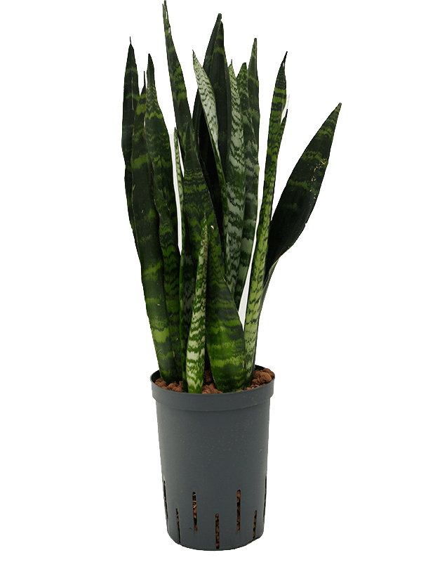 Sansevieria trifasciata 'Black Coral'