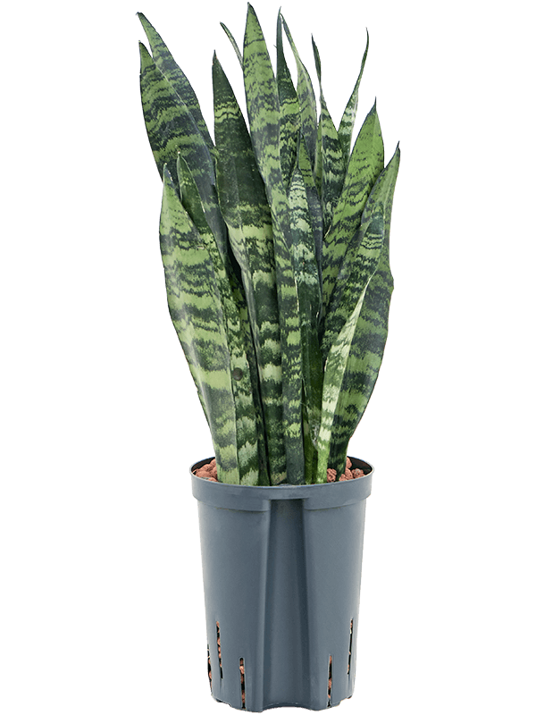 Sansevieria trifasciata 'Black Coral'
