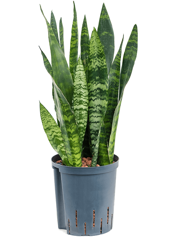 Sansevieria trifasciata 'Black Coral'
