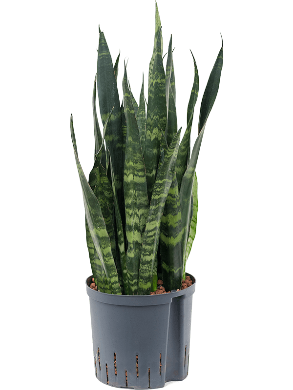 Sansevieria trifasciata 'Black Coral'