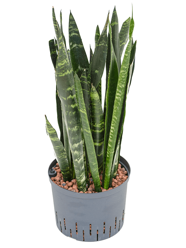 Sansevieria trifasciata 'Black Coral'