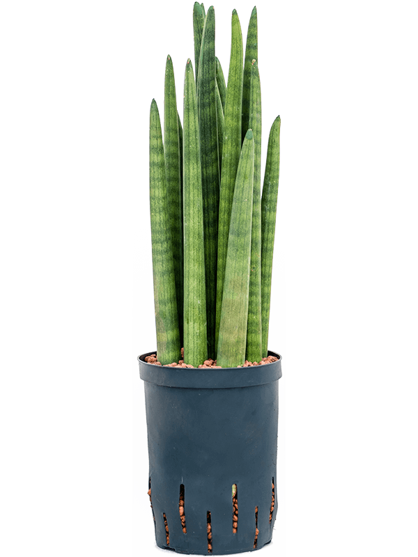 Sansevieria cylindrica tower