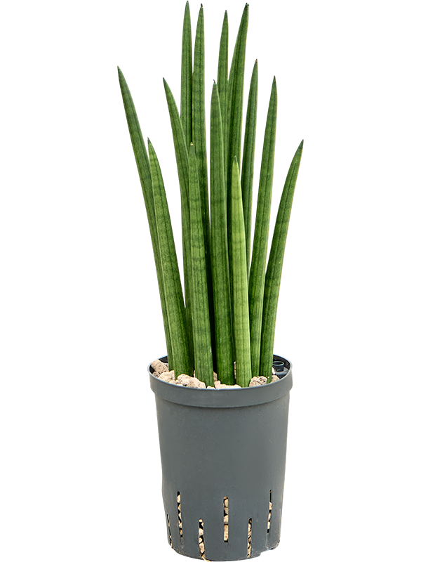 Sansevieria cylindrica 'Tower'