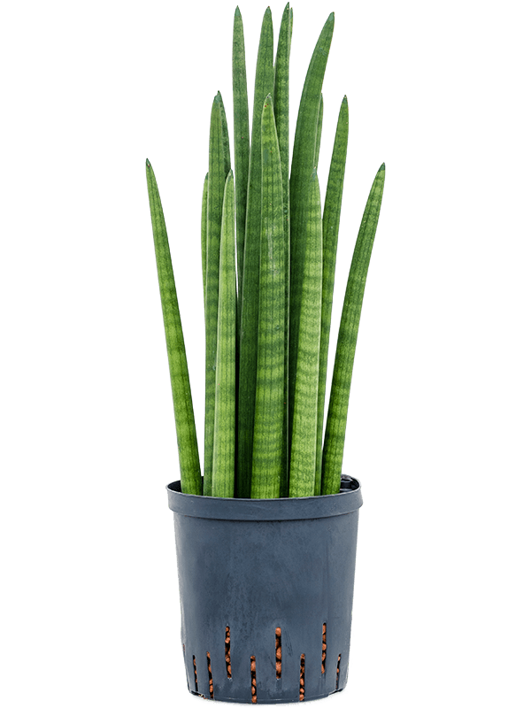 Sansevieria cylindrica tower