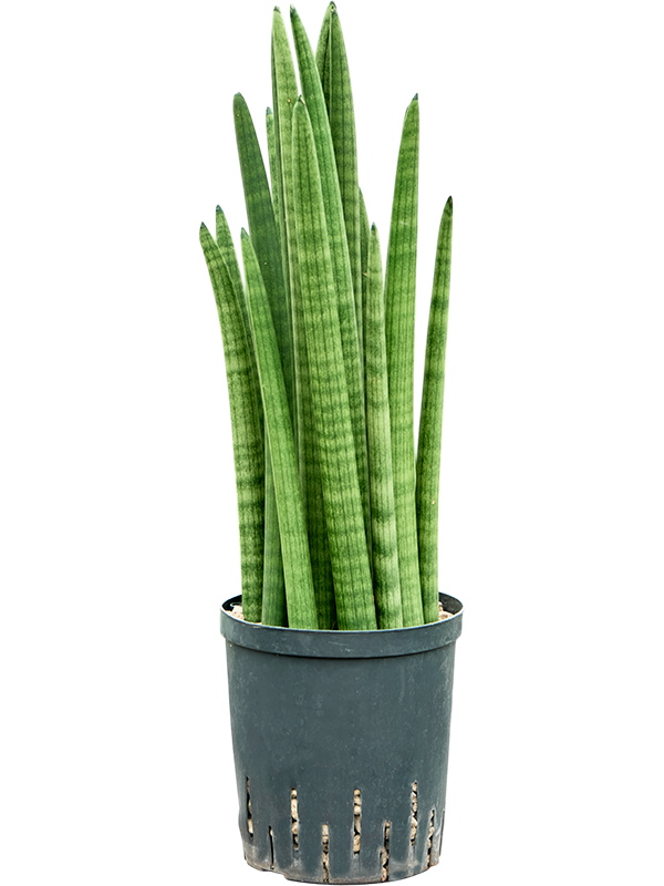 Sansevieria cylindrica tower