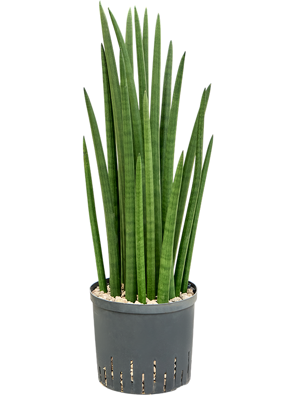 Sansevieria cylindrica 'Tower'
