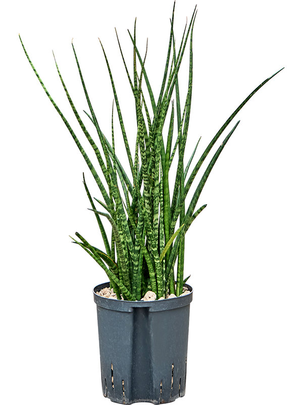 Sansevieria kirkii 'Fernwood'