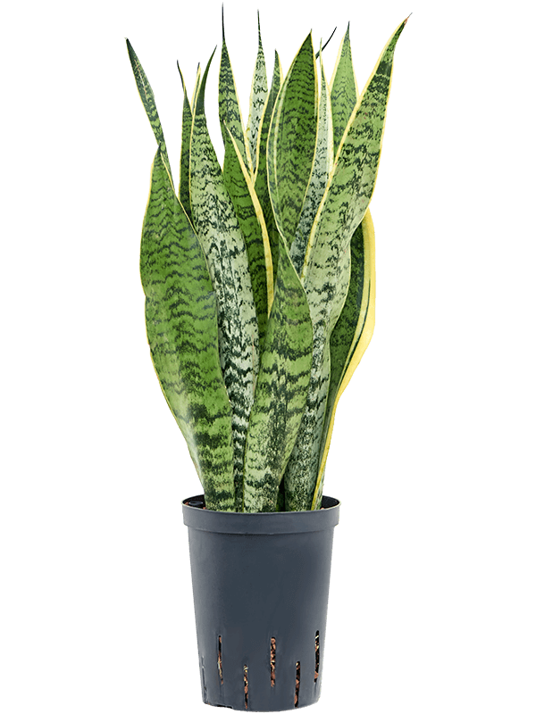 Sansevieria trifasciata 'Laurentii'
