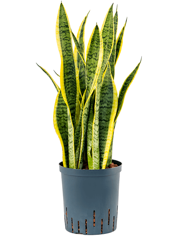 Sansevieria trifasciata 'Laurentii'