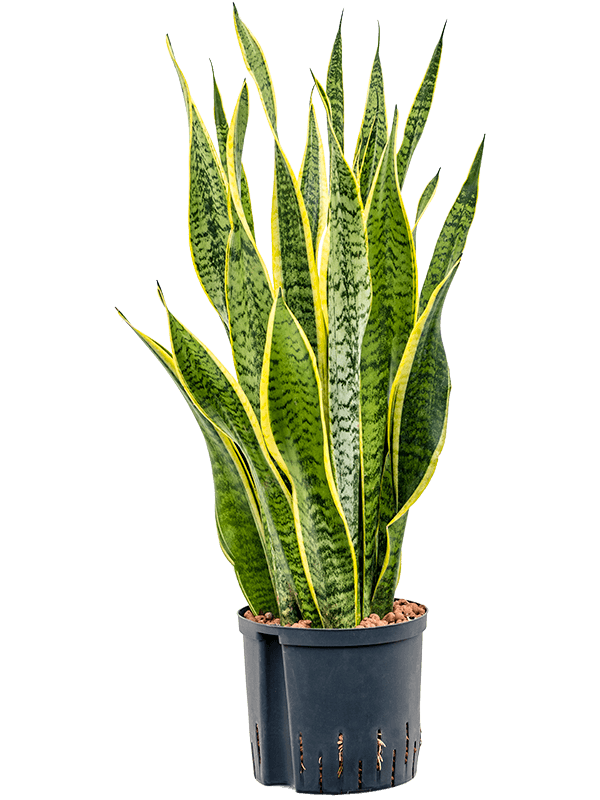 Sansevieria trifasciata 'Laurentii'