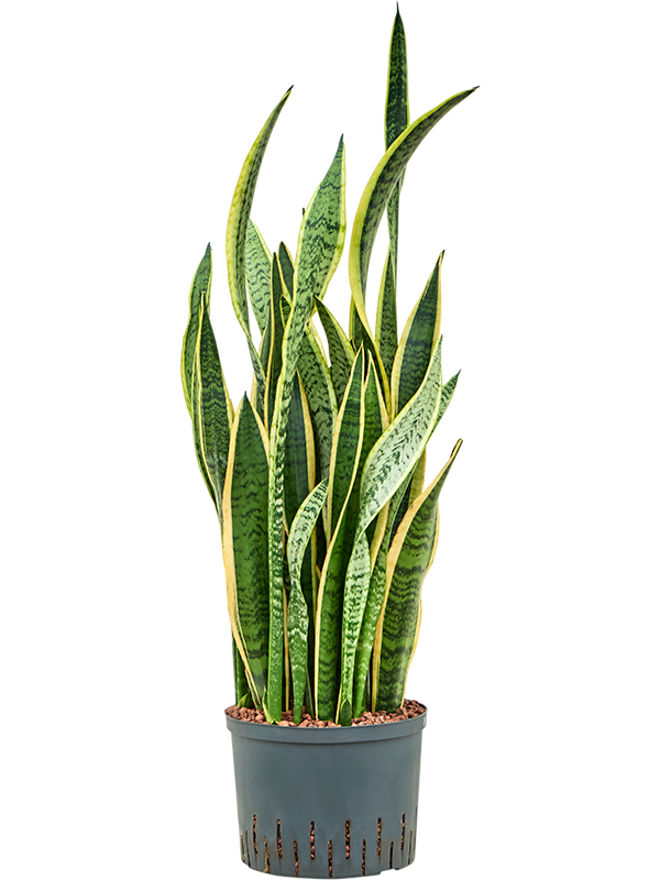 Sansevieria trifasciata 'Laurentii'