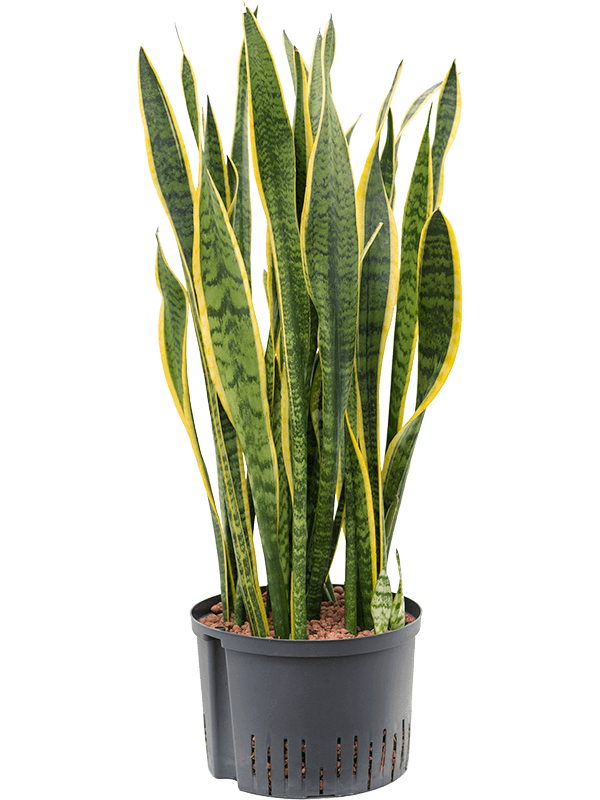 Sansevieria trifasciata 'Laurentii'