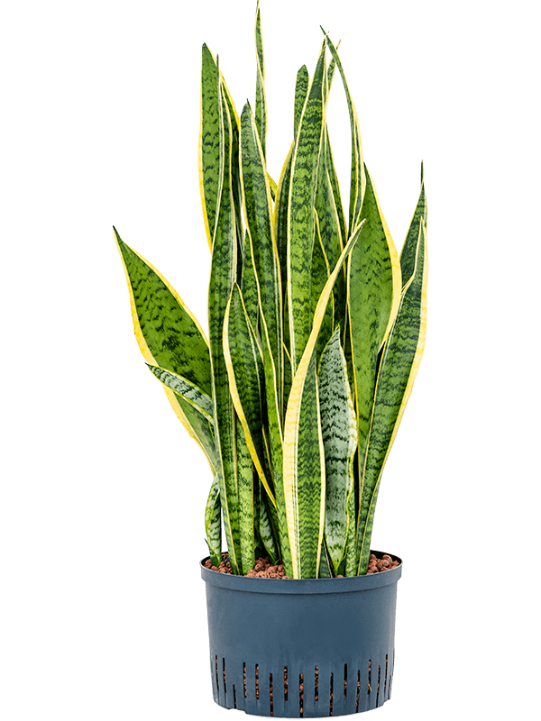 Sansevieria trifasciata 'Laurentii'