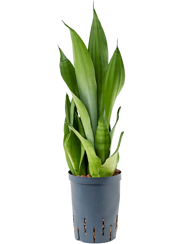 Sansevieria trifasciata 'Moonshine'