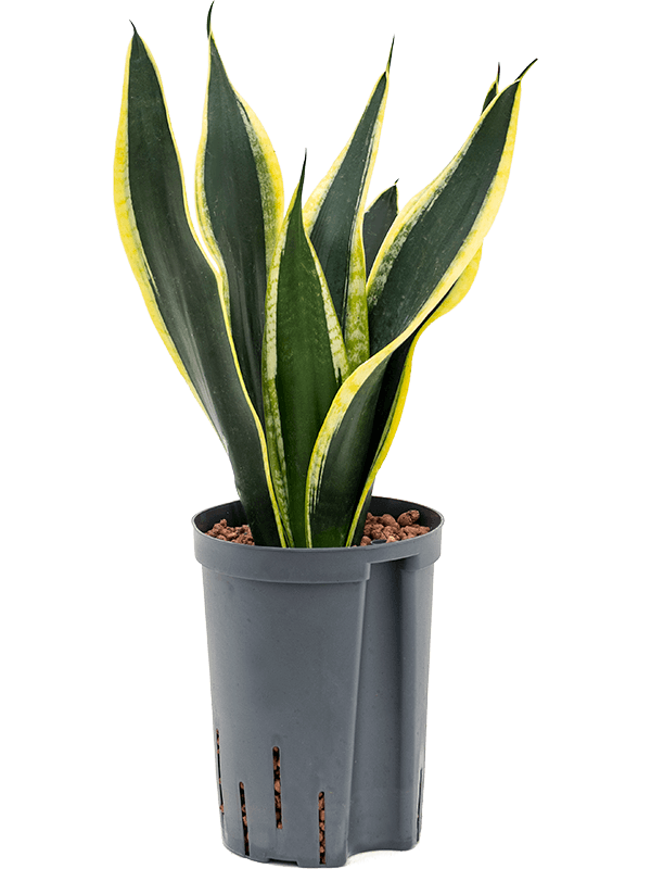 Sansevieria trifasciata 'Super Flame'