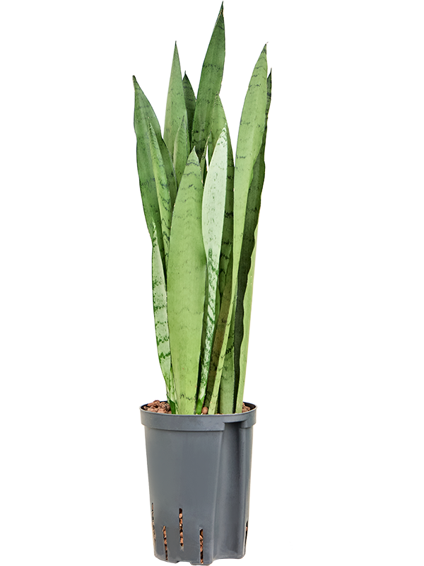 Sansevieria trifasciata 'Silver Mist'