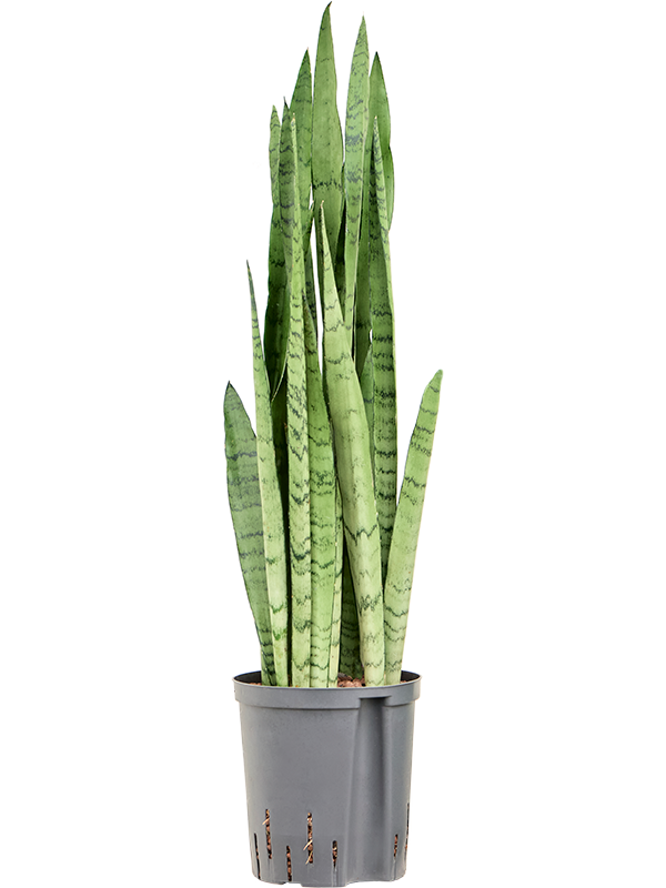 Sansevieria trifasciata 'Silver Mist'