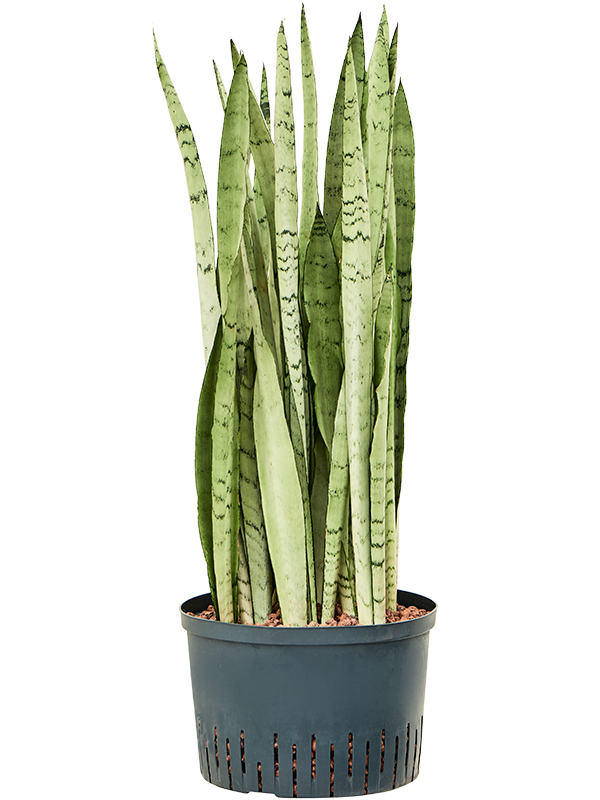 Sansevieria trifasciata 'Silver Mist'