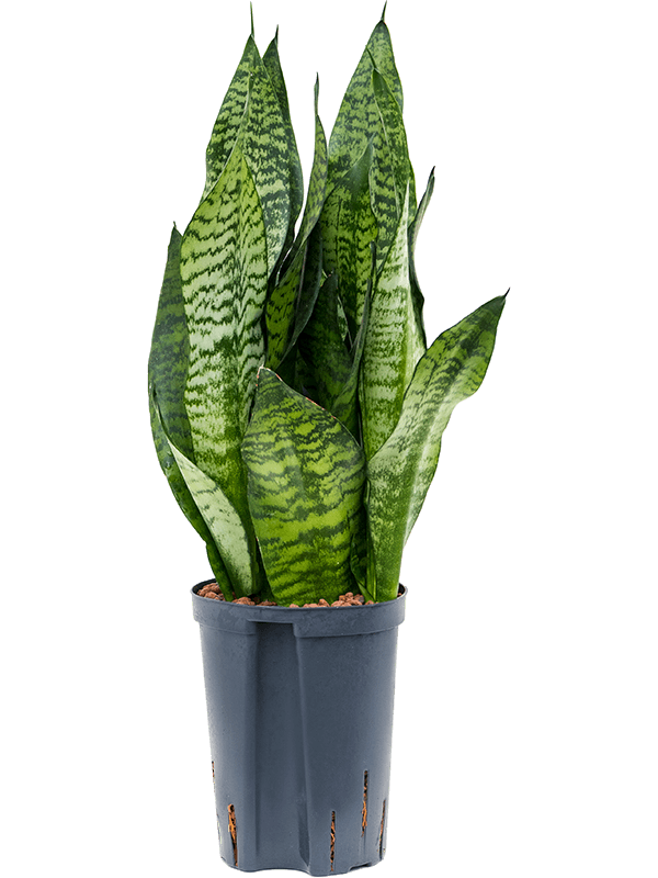 Sansevieria zeylanica 'Compacta'