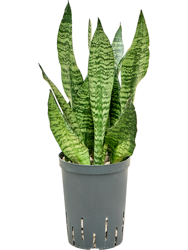 Sansevieria zeylanica 'Compacta'