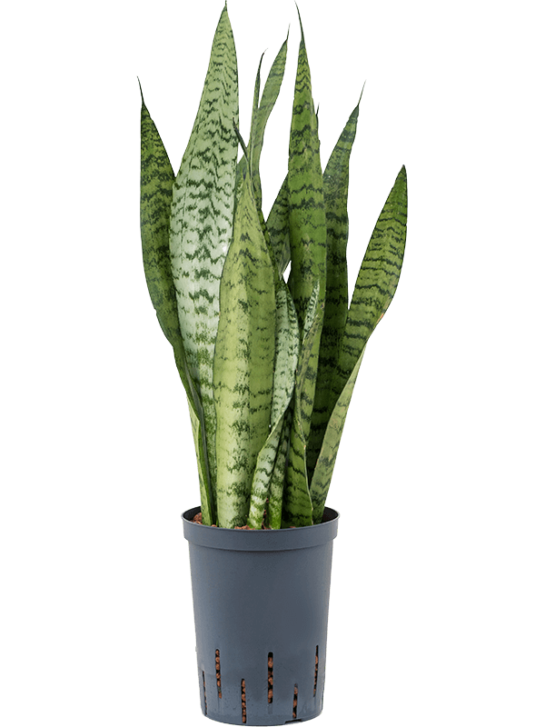 Sansevieria zeylanica