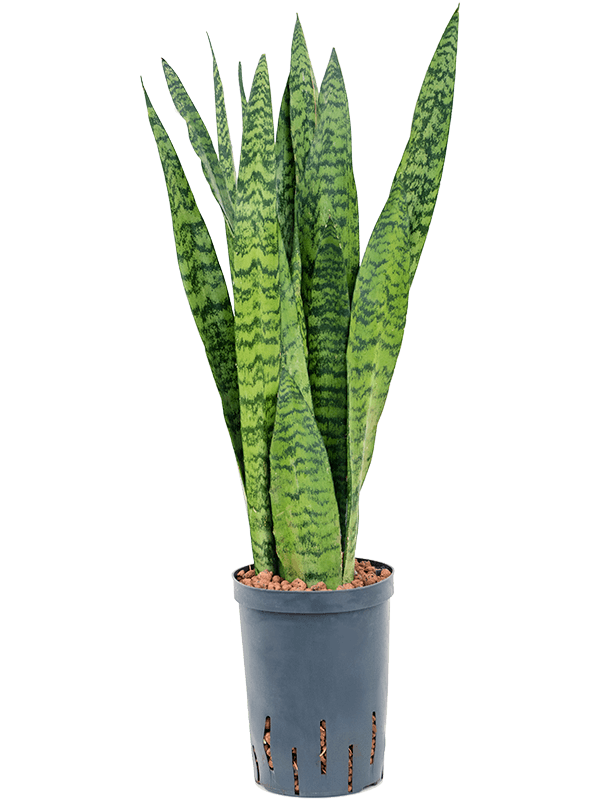 Sansevieria zeylanica