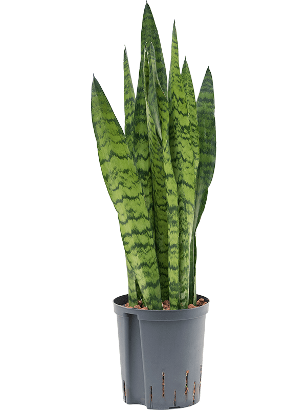 Sansevieria zeylanica