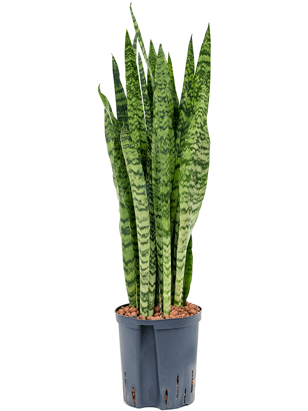 Sansevieria zeylanica