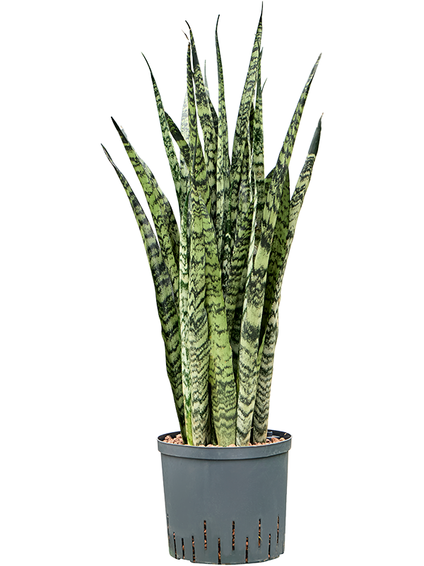 Sansevieria zeylanica