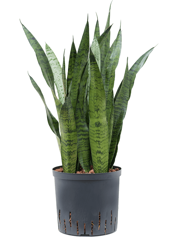 Sansevieria zeylanica