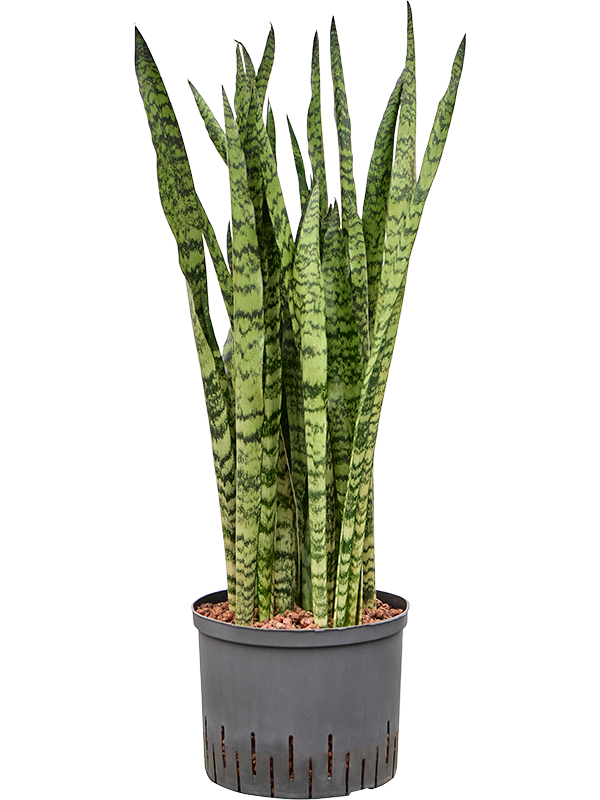 Sansevieria zeylanica