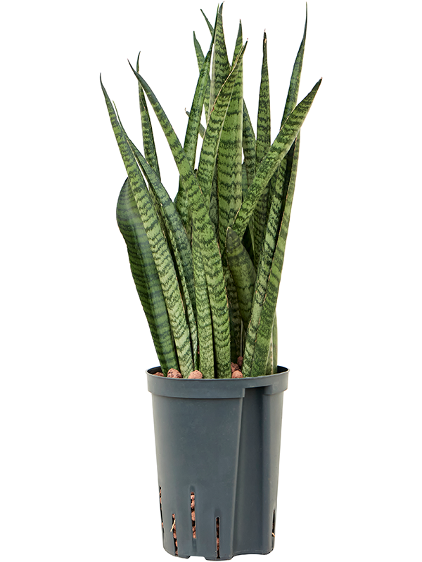 Sansevieria zeylanica 'Narrow'