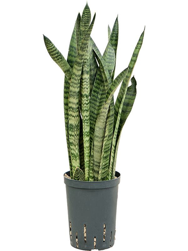 Sansevieria zeylanica 'Narrow'