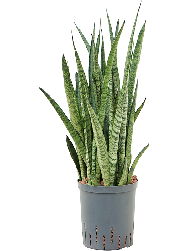 Sansevieria zeylanica 'Narrow'