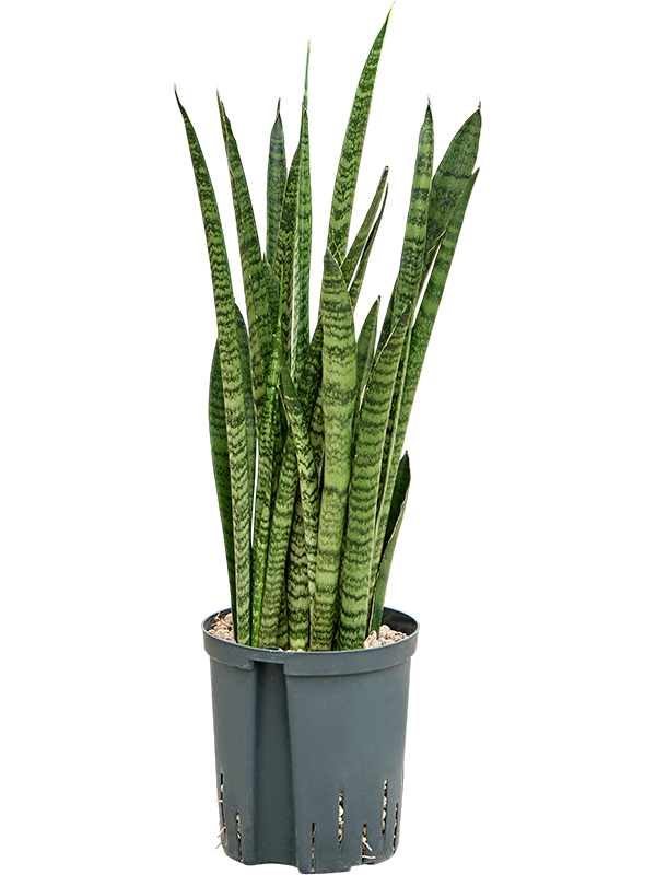 Sansevieria zeylanica 'Narrow'