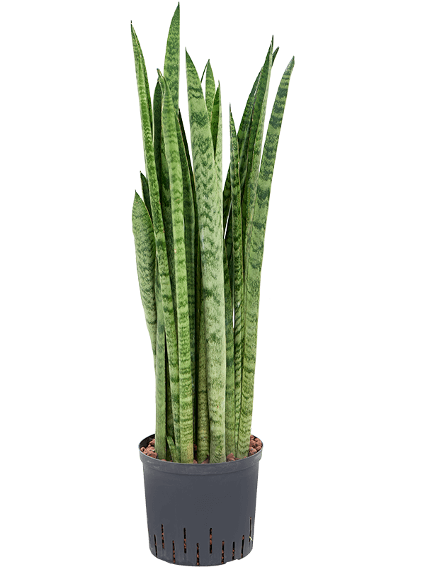 Sansevieria zeylanica 'Narrow'