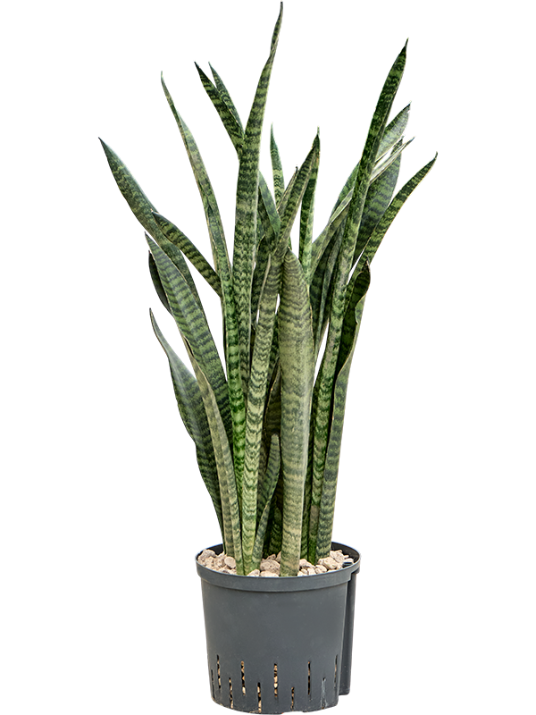 Sansevieria zeylanica 'Narrow'