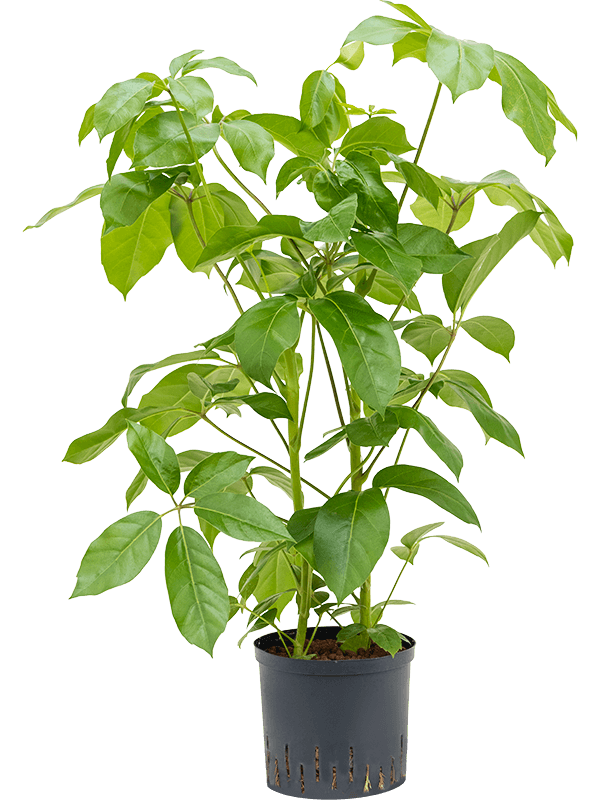 Schefflera actinophylla 'Amate'