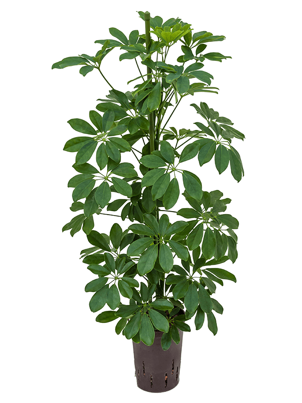 Schefflera arboricola 'Compacta'