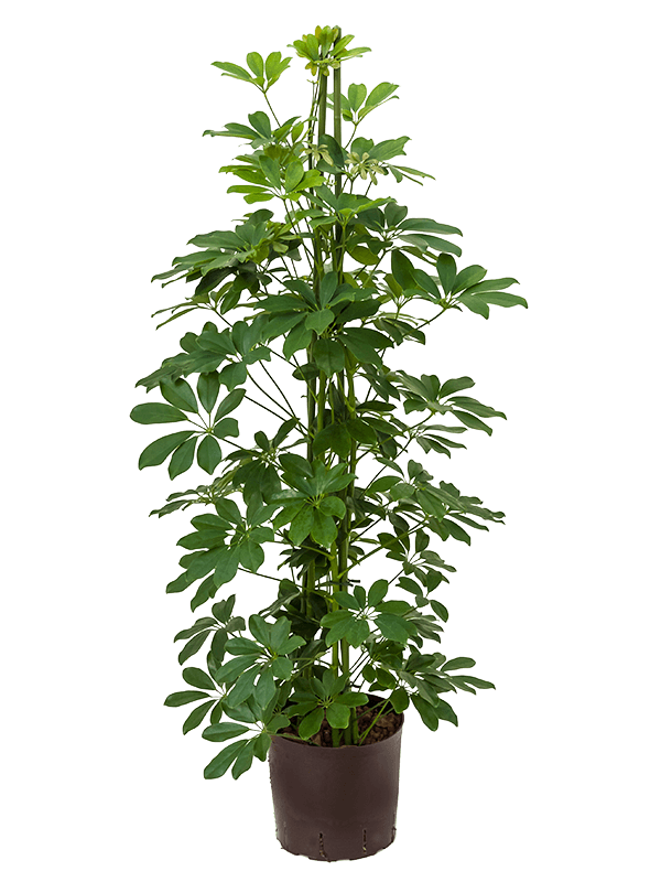 Schefflera arboricola 'Compacta'
