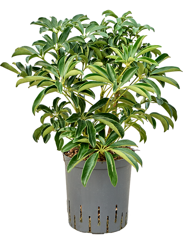 Schefflera arboricola 'Compacta'