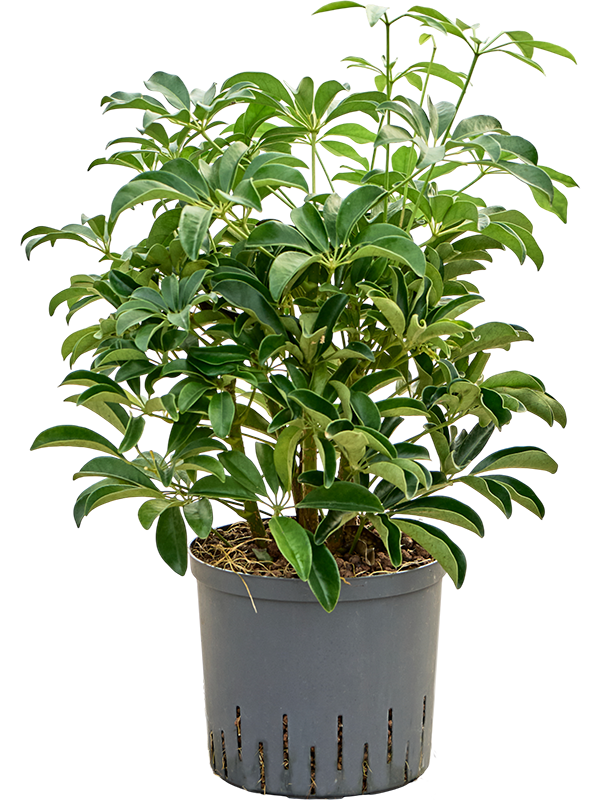 Schefflera arboricola 'Compacta'