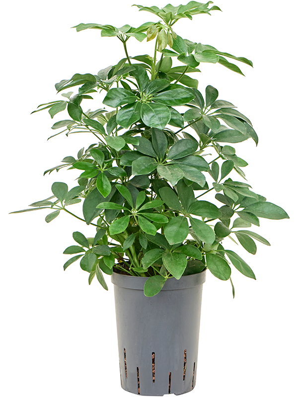 Schefflera arboricola 'Compacta'