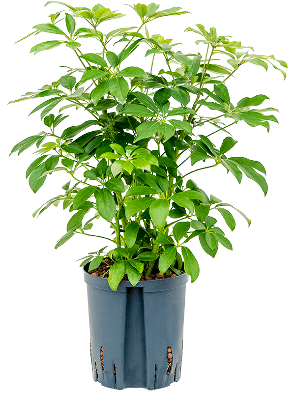 Schefflera arboricola 'Compacta'