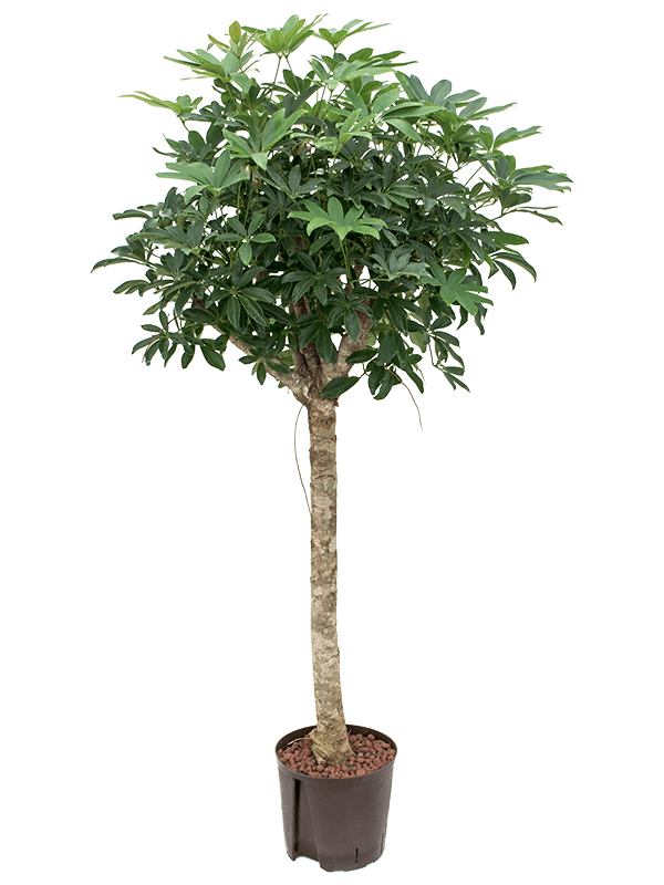 Schefflera arboricola 'Compacta'
