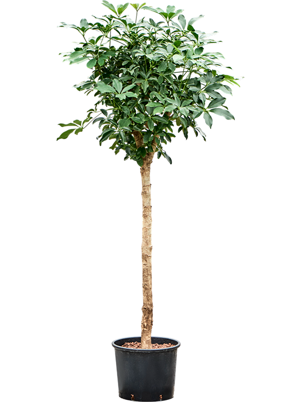 Schefflera arboricola 'Compacta'