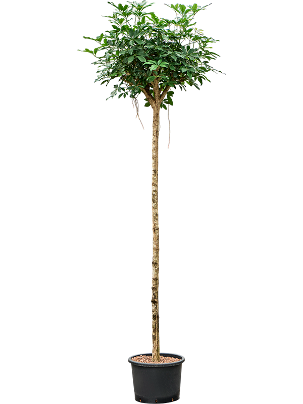 Schefflera arboricola 'Compacta'