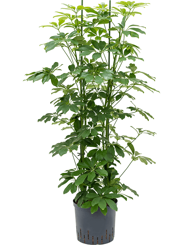 Schefflera arboricola 'Compacta'